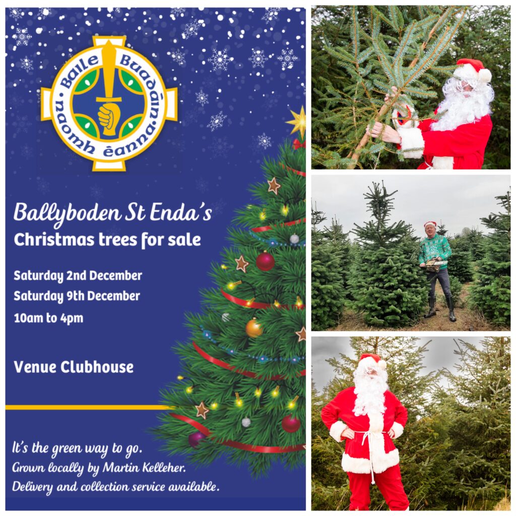 Christmas Trees for sale